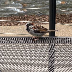 Meet your Posher, Farah